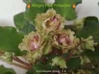 Лот: 11771338. Фото: 2. Фиалка allegro pink pistachio... Комнатные растения и уход