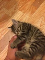 Лот: 4359083. Фото: 3. Отдам котенка, мальчик, 1,5 месяца. Растения и животные
