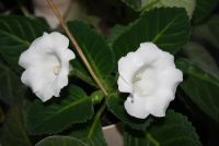 Лот: 4331598. Фото: 5. Глоксиния в горшке (цветущая!)