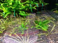 Лот: 604612. Фото: 3. эхинодорус тенелиус. Растения и животные