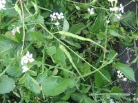 Лот: 1323871. Фото: 5. Стручковая редиска (rat tail radish...