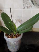 Лот: 20601487. Фото: 3. Орхидея Фаленопсис "Сакраменто... Растения и животные