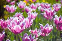 Лот: 9495291. Фото: 2. Индустар industar 50мм 3.5. Фото, видеокамеры, оптика