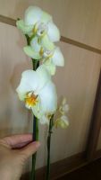 Лот: 3535386. Фото: 3. орхидей фаленопсис №32 (желтая... Растения и животные