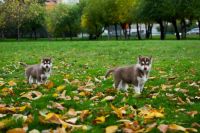 Лот: 10231676. Фото: 4. Щенки Хаски шикарного шоколадного... Красноярск