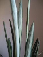 Лот: 3849312. Фото: 4. Сансевиерия вариегатная. Sansevieria... Красноярск