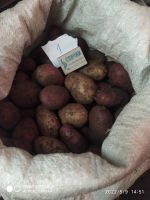 Лот: 19026200. Фото: 2. Картофель. Продукты