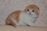 Лот: 3550959. Фото: 6. Очаровательный шотландский котик...