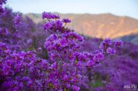 Лот: 13842593. Фото: 4. Рододендрон Ледебура ( Rhododendron... Красноярск