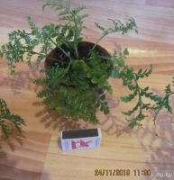 Лот: 8603319. Фото: 3. Asplenium parvati. Растения и животные
