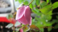 Лот: 7732158. Фото: 6. роза комнатная розовая с бутоном...