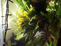 Лот: 13356084. Фото: 2. Lagenandra sp.Keralensis. Аквариумистика