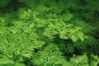 Лот: 6247778. Фото: 2. Папоротник индийский. Аквариумистика