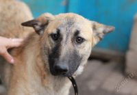 Лот: 1982467. Фото: 2. Альфик молодой пес, ищем хозяев... Животные и уход