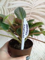 Лот: 21639365. Фото: 3. Фиалка Красный тюльпан (Акция). Растения и животные