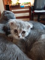 Лот: 18956840. Фото: 2. Котята. Животные и уход
