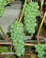 Лот: 11067888. Фото: 2. Саженцы винограда. Семена, рассада, садовые растения