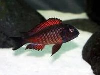 Лот: 16206756. Фото: 3. Трофеус Молиро (Tropheus Sp. Red... Растения и животные