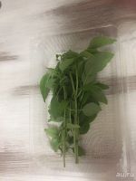 Лот: 12793513. Фото: 4. Базилик Зелёный Свежий #greenkrsk24