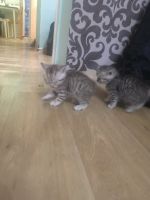 Лот: 16411810. Фото: 7. Котята шотландские
