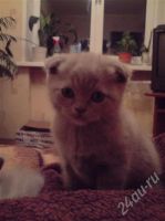 Лот: 689186. Фото: 2. шотландские вислоухи с документами. Животные и уход