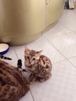 Лот: 6074701. Фото: 4. Бенгальские котята. Красноярск