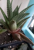 Лот: 8096763. Фото: 4. Хавортия haworthia pumila Horizont... Красноярск