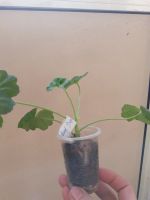 Лот: 15876098. Фото: 2. Пеларгония Rosebud Supreme. Комнатные растения и уход