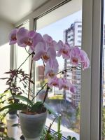 Лот: 24764259. Фото: 4. Орхидея взрослое растение, начинает... Красноярск