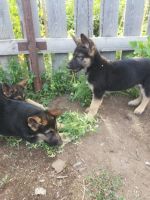 Лот: 11765863. Фото: 5. Щенки вео