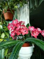 Лот: 9553445. Фото: 2. Стрептокарпус. Комнатные растения и уход