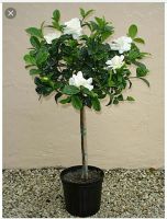 Лот: 11643258. Фото: 3. Гардения жасминовидная из семян... Растения и животные