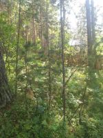 Лот: 9620757. Фото: 2. Продам или обменяю земельный участок... Продажа