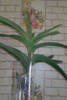 Лот: 3886122. Фото: 2. Орхидея "Ванда" адаптированная... Комнатные растения и уход