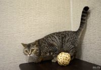 Лот: 9078713. Фото: 4. Шотландская кошечка прямоухая. Красноярск