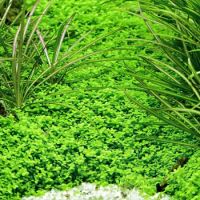 Лот: 25415947. Фото: 4. Хемиантус Куба - Hemianthus callitrichoides... Красноярск