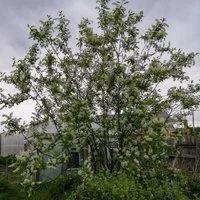 Лот: 15674860. Фото: 4. Дача. Дом и участок. Поселок Памяти... Красноярск