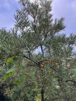 Лот: 25296286. Фото: 16. 3-комн. дача , село Арейское село...