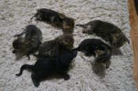 Лот: 13291838. Фото: 4. ориентальная котобанда. Красноярск