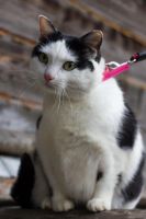 Лот: 6268166. Фото: 2. Стерилизованная ласковая кошка... Животные и уход