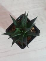 Лот: 19587322. Фото: 2. Хавортия лимолистная (лат. haworthia... Комнатные растения и уход