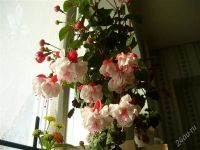 Лот: 1751275. Фото: 2. фуксия Балерина.укорененный черенок... Комнатные растения и уход