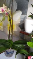Лот: 8938645. Фото: 4. Орхидея фаленопсис БРОНЬ. Красноярск
