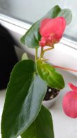 Лот: 11802444. Фото: 2. Бегония Крыло Дракона. Комнатные растения и уход