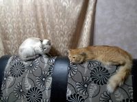 Лот: 3596092. Фото: 3. котята. Растения и животные