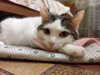 Лот: 21985732. Фото: 4. Кошка Ксюша. Красноярск