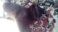 Лот: 5680657. Фото: 3. Котейки. Растения и животные