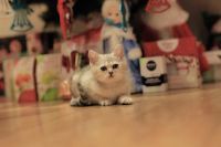 Лот: 10681633. Фото: 6. Британский котенок № 1 - мальчик...