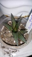Лот: 11540079. Фото: 3. Хавортия limifolia nigra (суккулент... Растения и животные