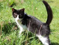Лот: 9882561. Фото: 3. Красивый котенок в поисках хозяев... Растения и животные
